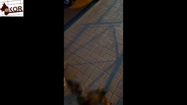 Цвергпинчер Томми. Агрессия на детей, облаивание гостей и домофон.