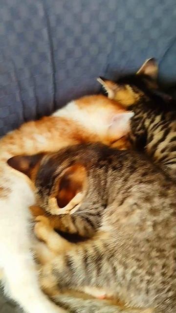 Нашел Мамку с Голодными Котятами