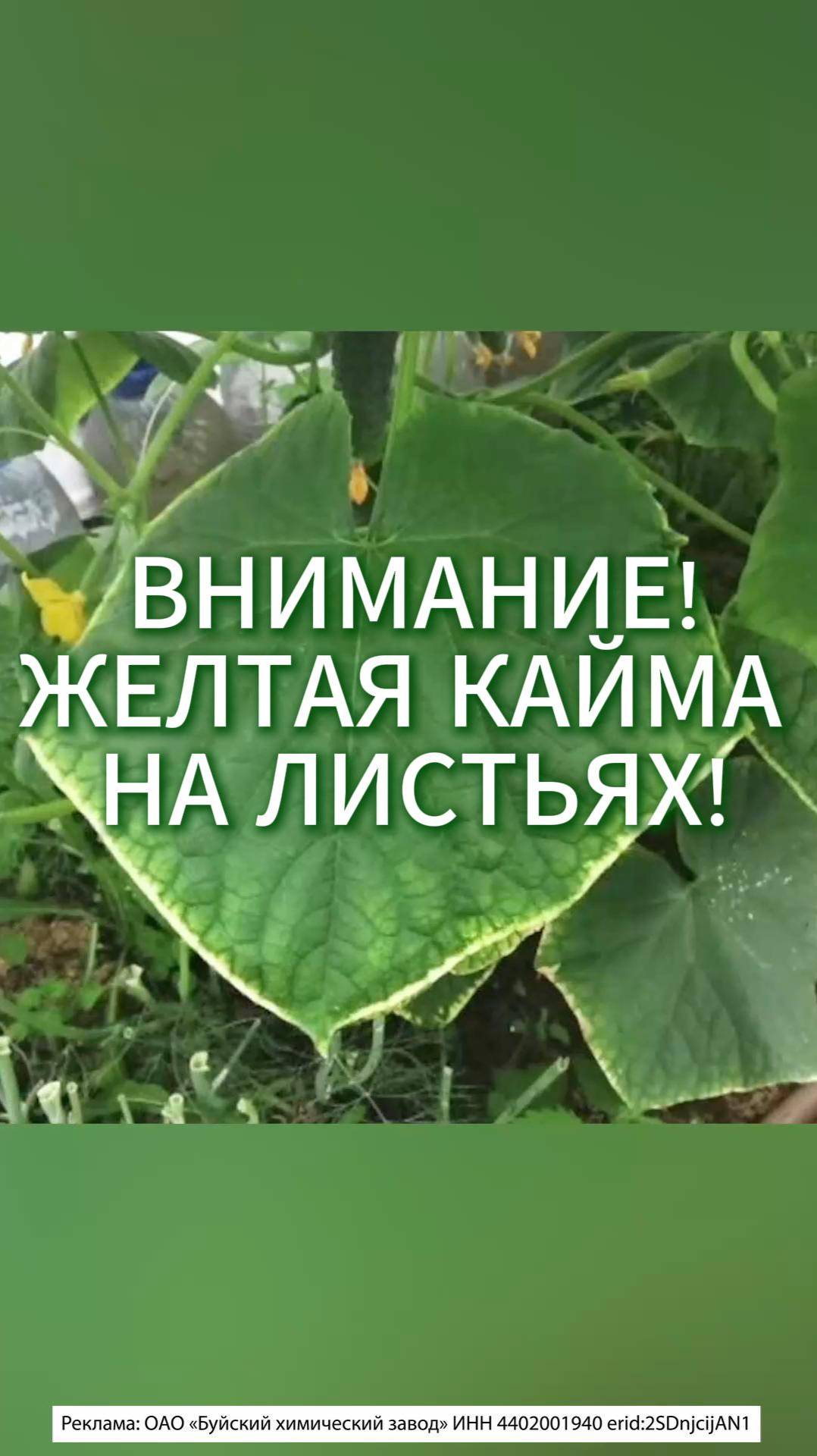 🥒 Листья огурцов выгнулись? Это краевой ожог!