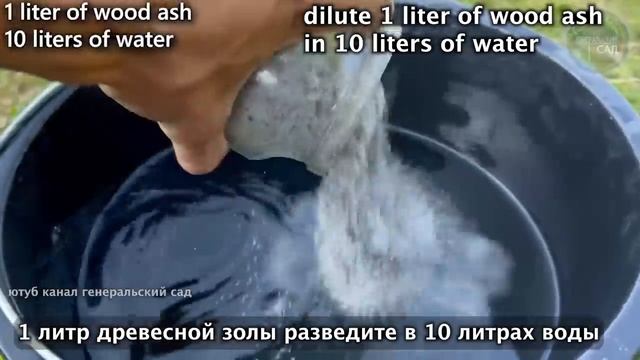 Удивительные результаты: супер прием, который сделает ваши огурцы вкусными и обильными в конце лета