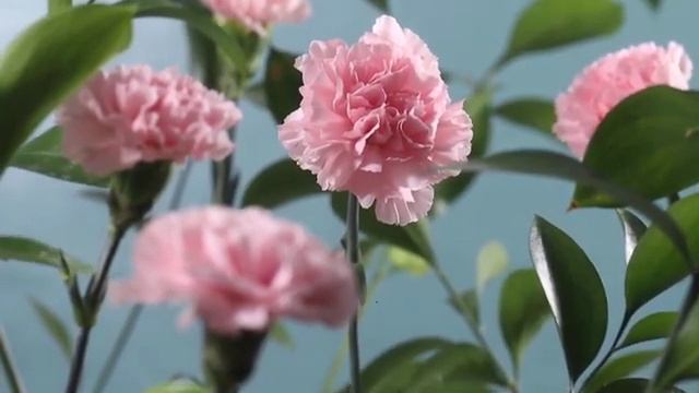Музыка для сна отдыха слушать