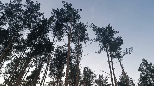 SERYABKINA*Не забыла*В сосновом бору находится База отдыха Дубрава... пройдемся по лесу. красота 😘