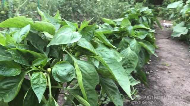 Не упустите шанс: как всего одним шагом увеличить урожай перца этим летом!