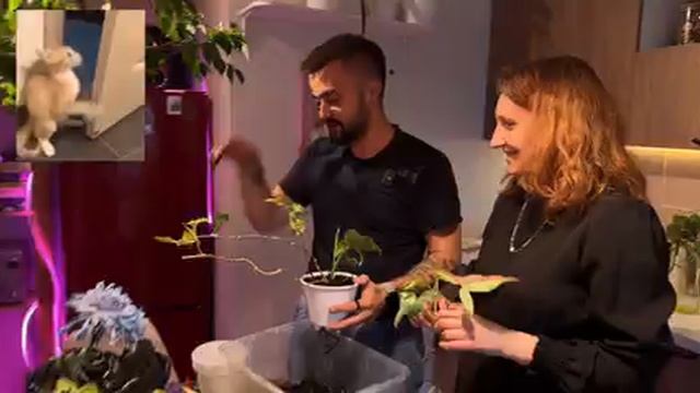 комнатные растения