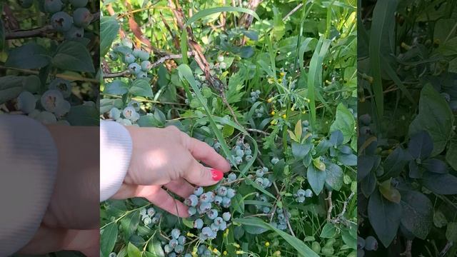 Летняя подкормка сада