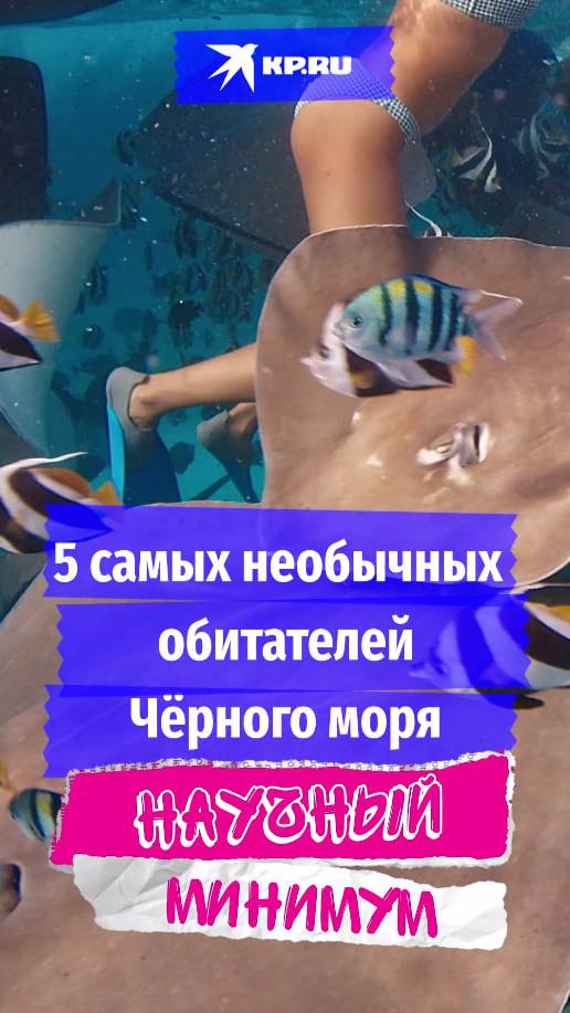 5 самых необычных обитателей Чёрного моря