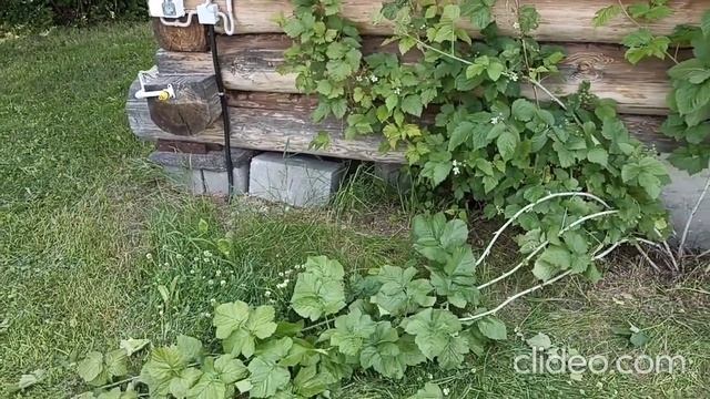 Окучиваем Картошку,  Прочистил и обрезал ТРИ Куста Ежевики