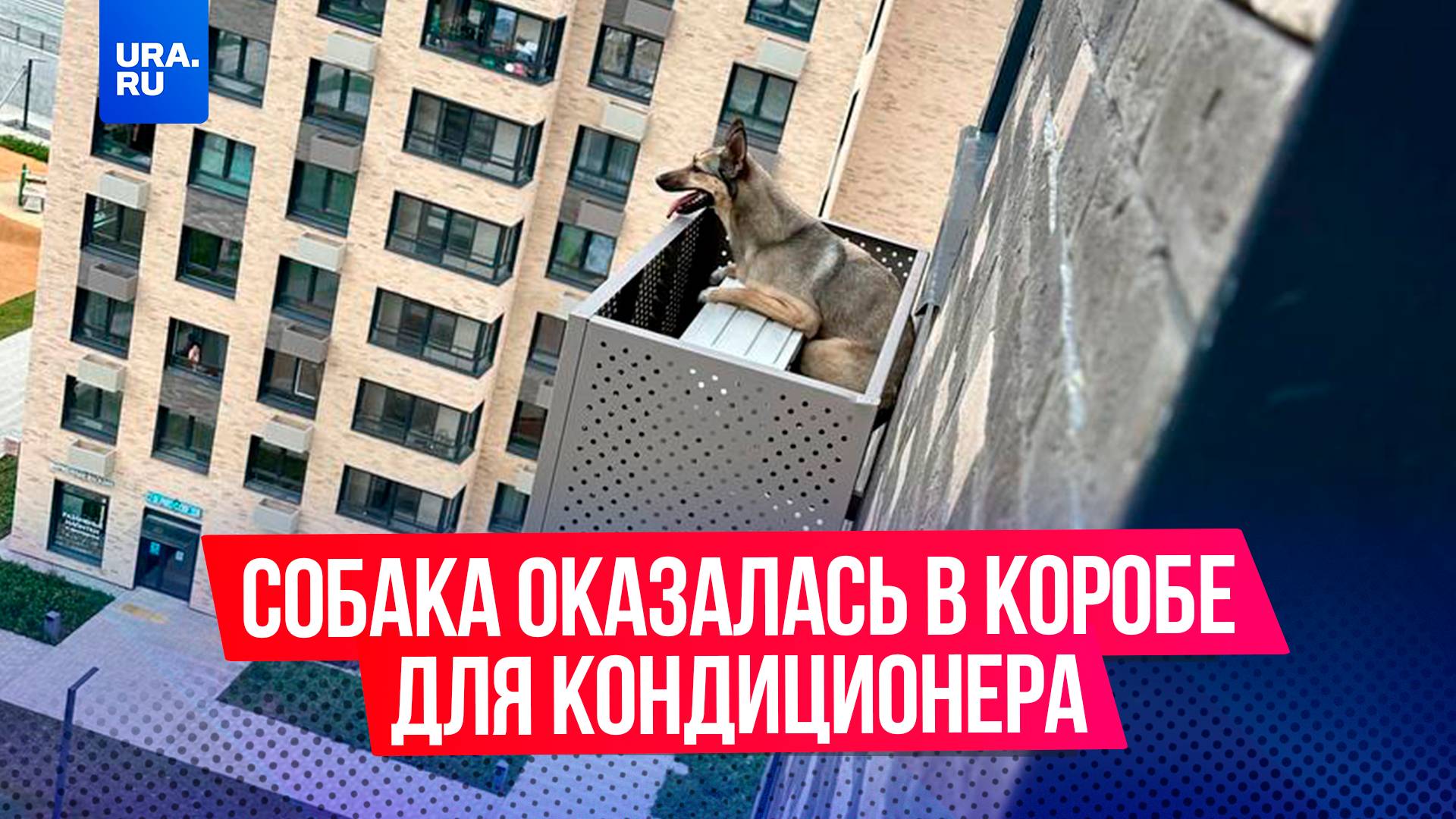 Собака выпала из окна 12 этажа и оказалась в коробе для кондиционера в Южно-Сахалинске
