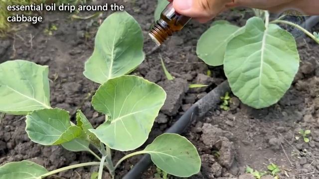 Уникальная формула защиты капусты: пару капель, и ни одного вредителя!