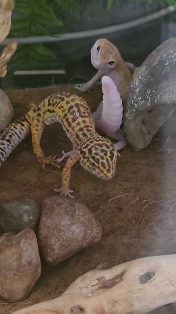 #ящерицы #reels #short #shorts #margo #shortvideo #shortsvideo #Lizards #live #surprise #happy #joy