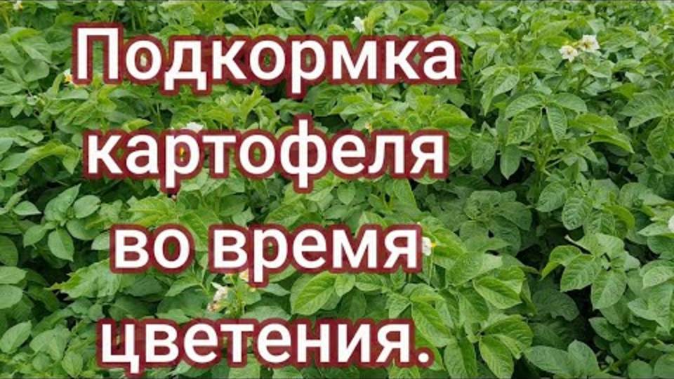 Подкормка картофеля во время цветения