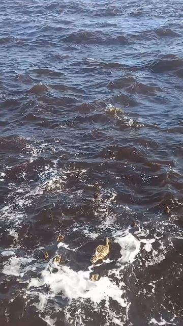 Как море!!! Но не море!!!