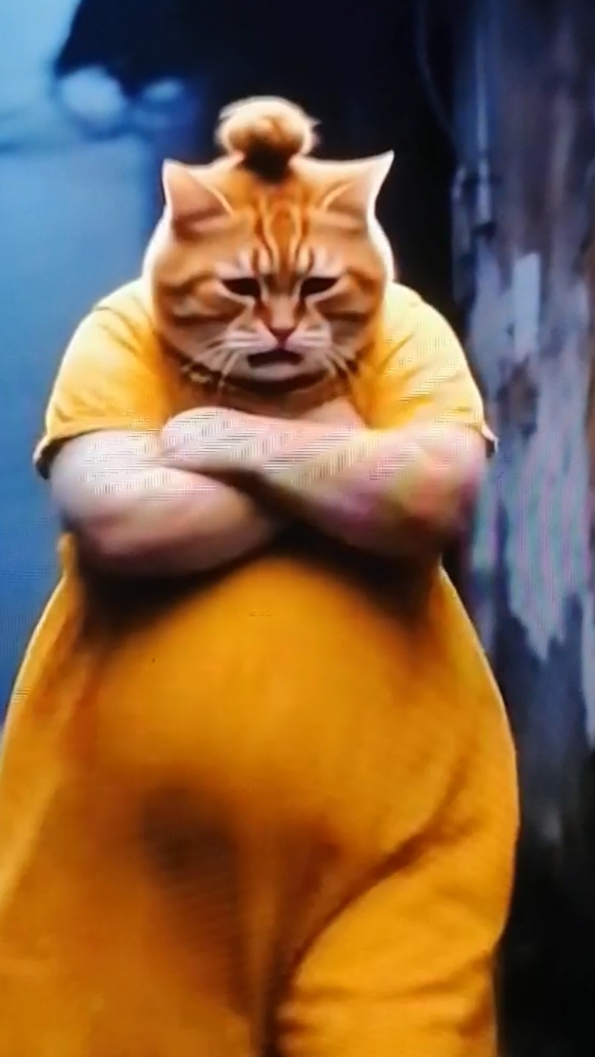 Котики
