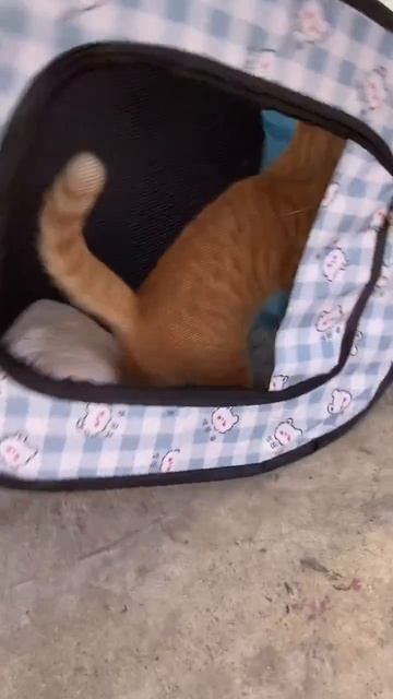 Котейке надоело ждать,и он решил пройтись весь своеобразно 🐈😉❤️👍