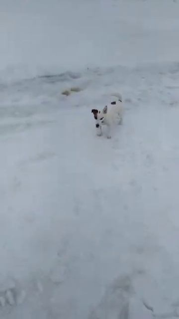 Funny dog, good day