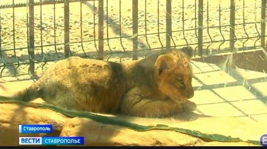От оленят до львят: в ставропольском зоопарке бум рождения малышей