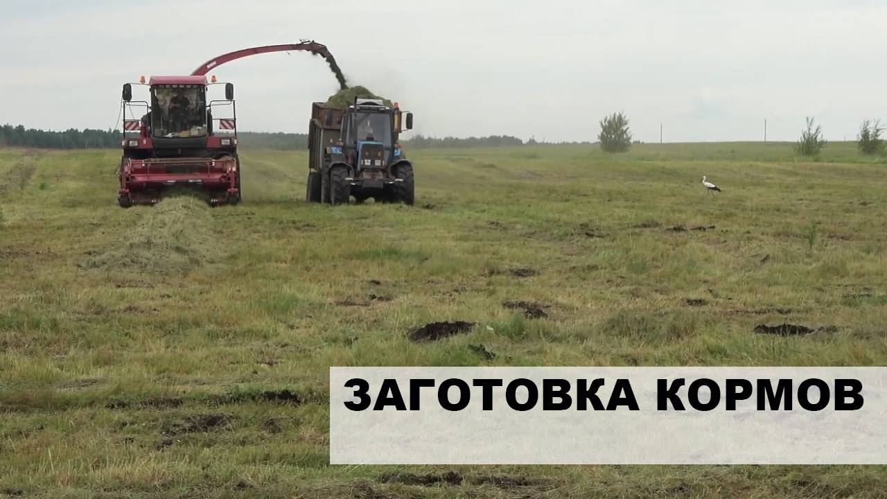 Активная заготовка кормов в Светлогорском районе