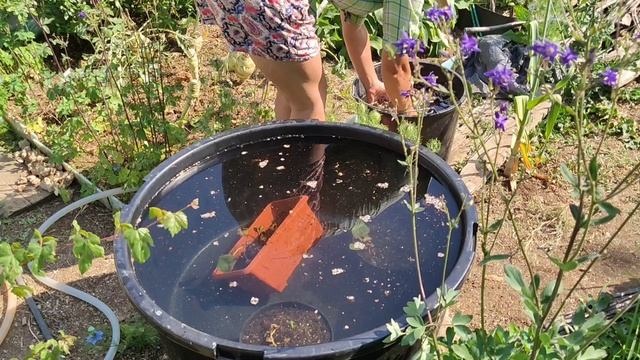💫✨🌺💧👒Создаю маленький водоем с нимфеями👒💧🌸✨💫