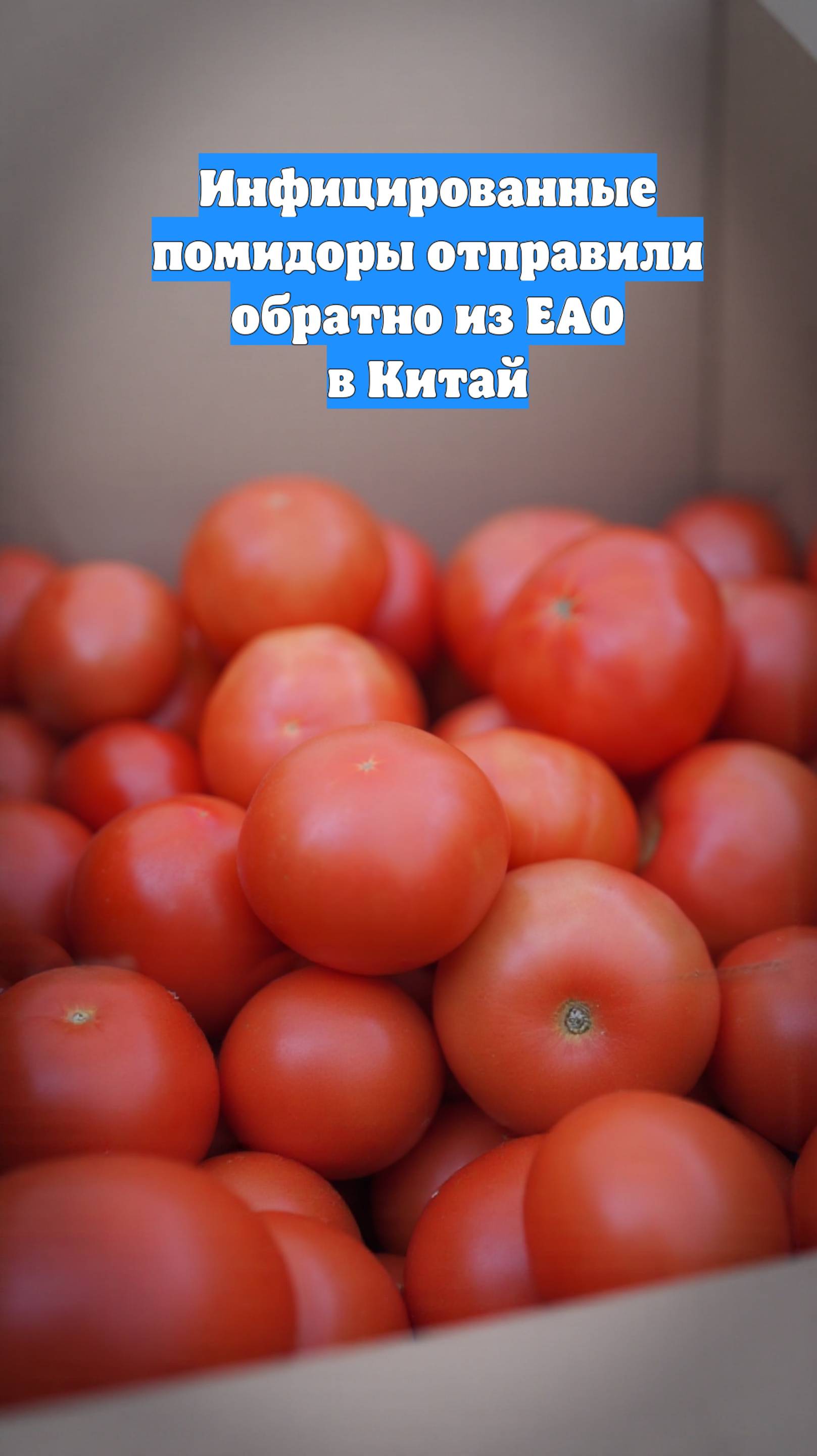Инфицированные помидоры отправили обратно из ЕАО в Китай