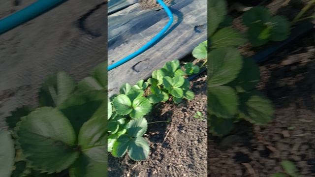 Кусты клубники без пересаживания, сразу на своём месте укореняются!