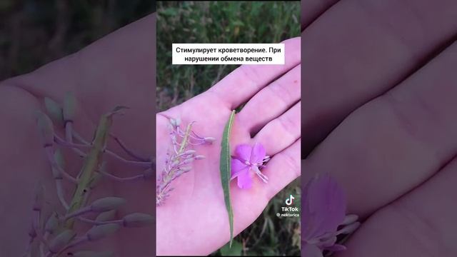 Иван чай