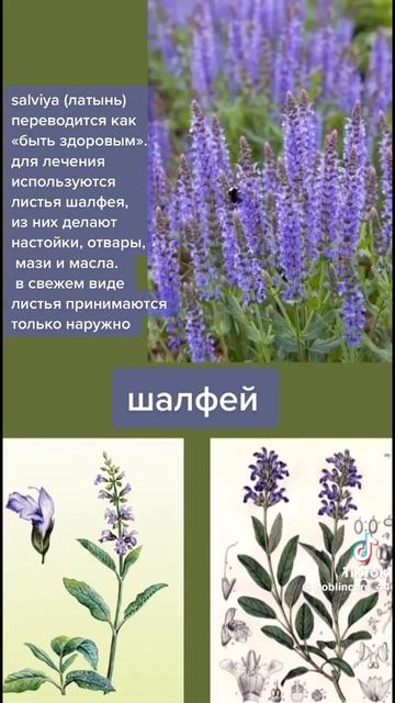 Еще о шалфее