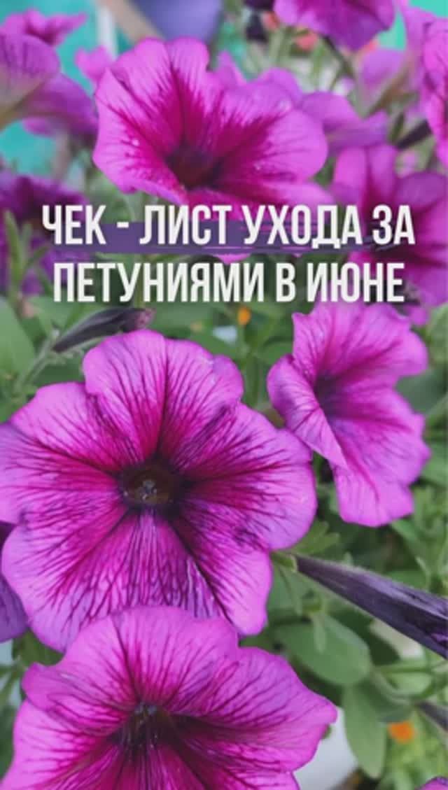 🌿 Чек-лист ухода за петуниями в июне🗓️