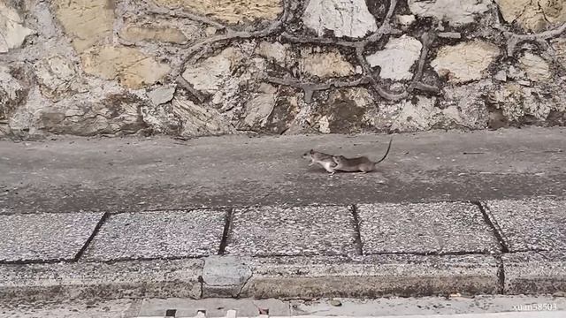 Я бы умер со смеху за этих животных