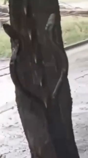 В Донецке падают деревья на авто
