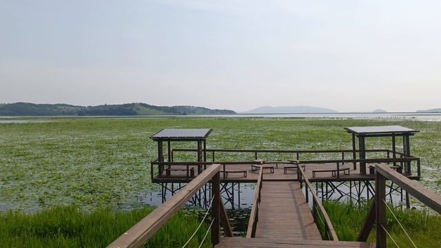 озеро лотос посёлок Хасан