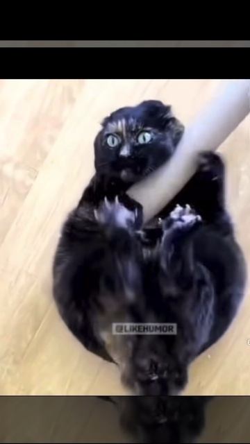 Кот играет на гармошке 😱