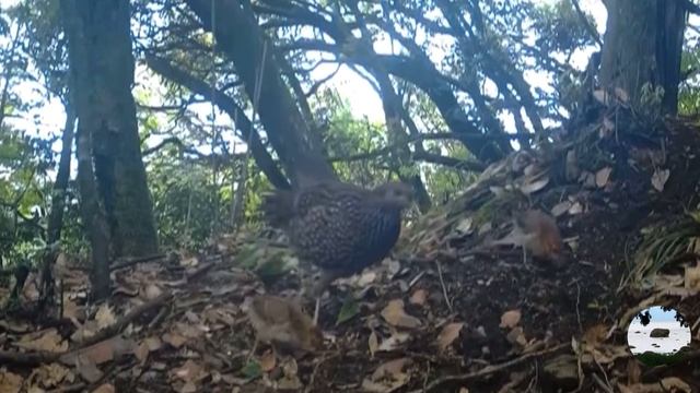 Трагопан Темминка Tragopan temminckii