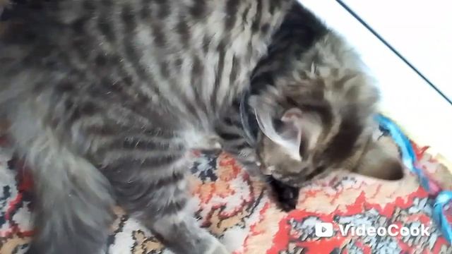 милый котик 45 серия