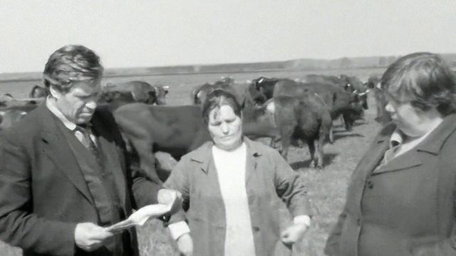 1986 год. Тюменская область. Колхозное стадо на летнем выпасе