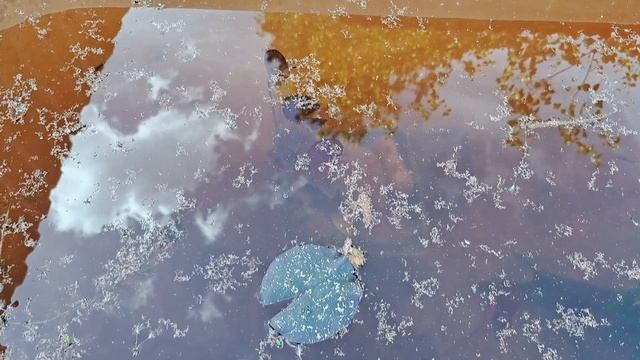 Эксперимент на даче с рыбами. Ч7. Запуск чёрной семейки гуппи. Пересадка нимфеи. Новый фонтан.