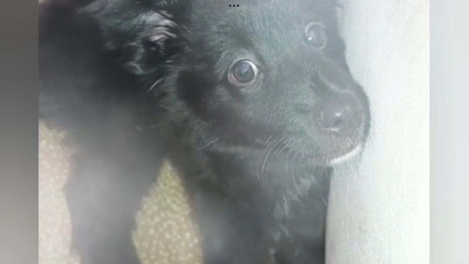 Мии БОЛЬШЕ НЕТ .. ЗАГРЫЗЛА БОЛЬШАЯ СОБАКА 🐕