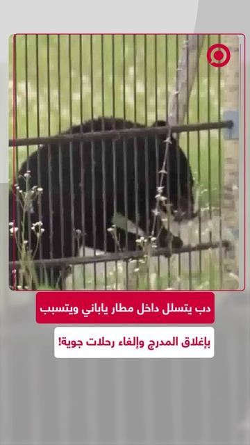 إلغاء عدة رحلات جوية في مطار باليابان بسبب دب