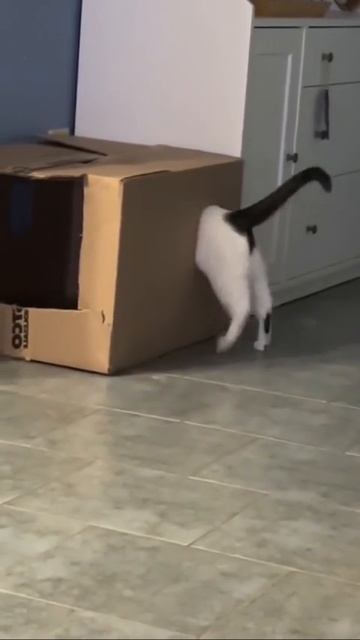 Наш TG https://t.me/liveofcats