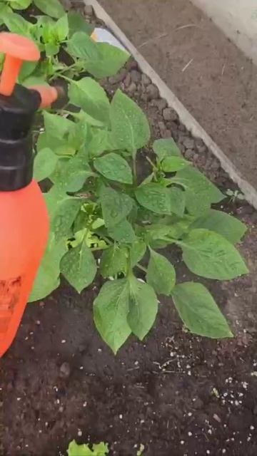 Эта подкормка увеличит урожай🌶🍅🥒
