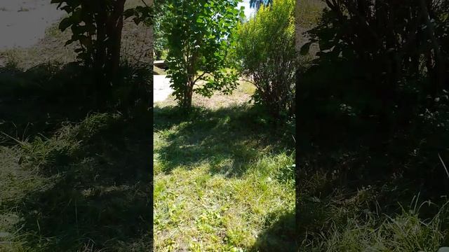 разоблачение бешеного друга