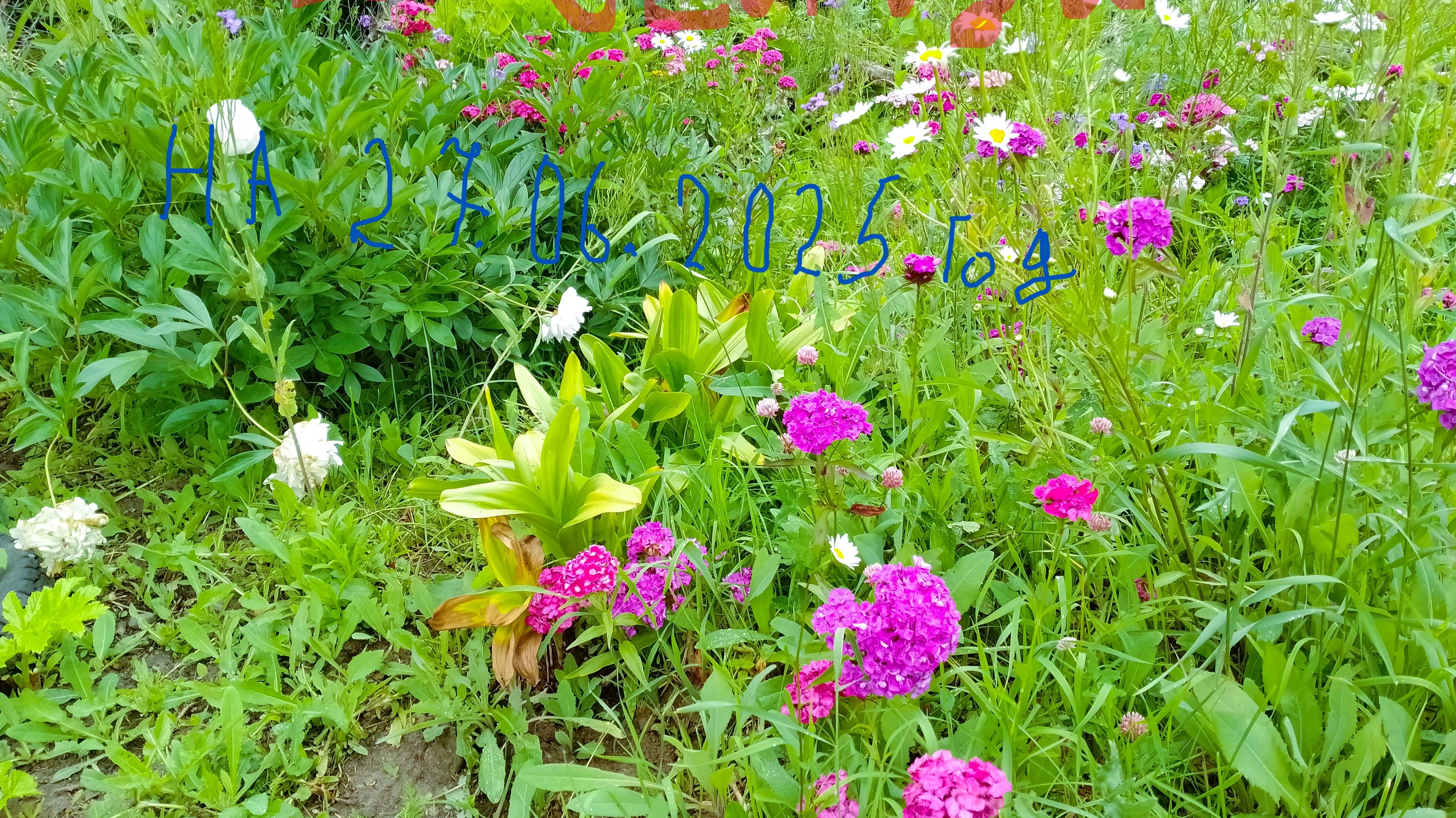 Огород. Обзор огорода на 27.06.2025.