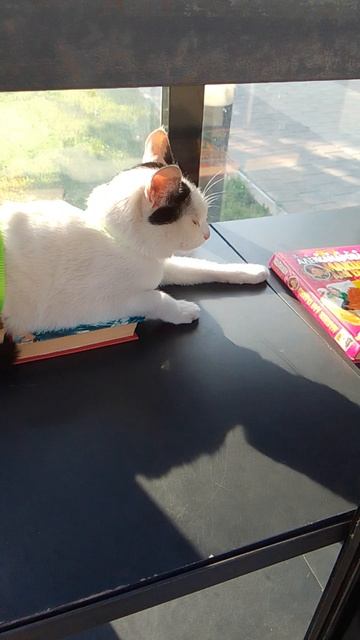 кошка в шкафу книгообмена
