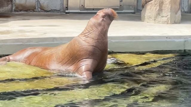 Я Водяной…