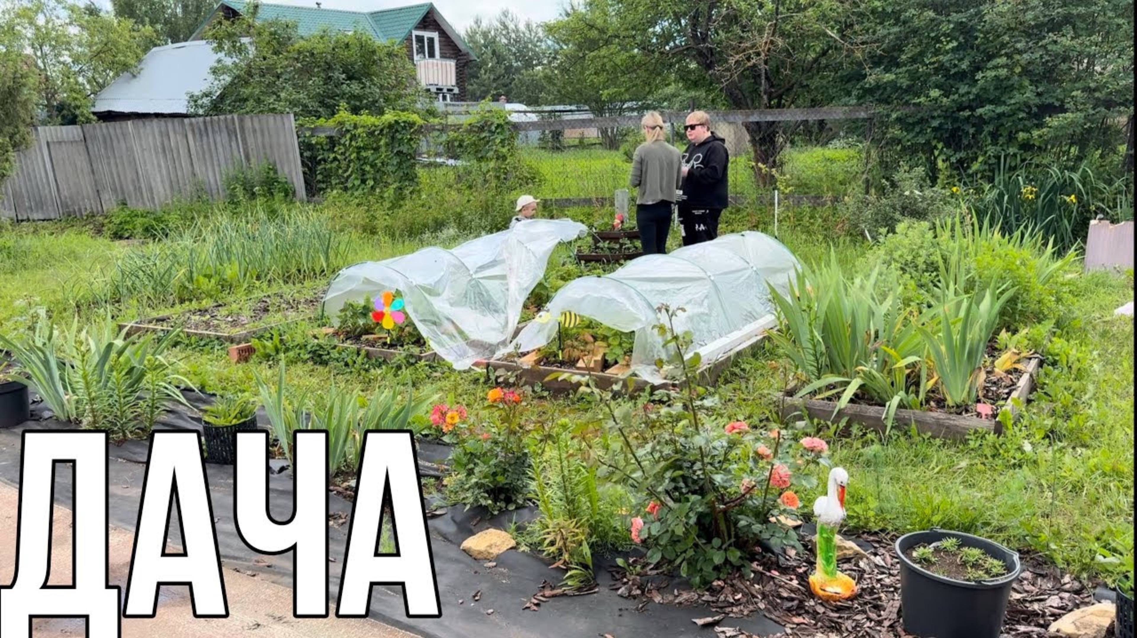 ДАЧА 25 ИЮНЯ 2025 ГОДА. ПРИЕХАЛИ СОБРАТЬ КЛУБНИКУ И ОГУРЦЫ 🥒