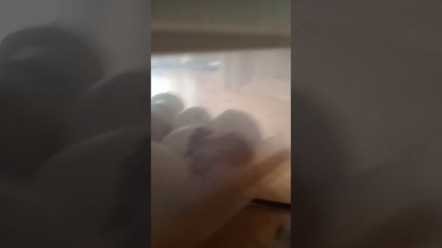 у нас цыплята ураааааа!!!!!!!