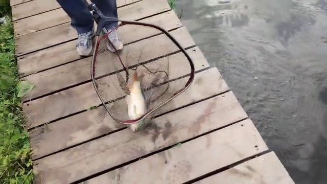 Утро на водоёме,чистая кукуруза