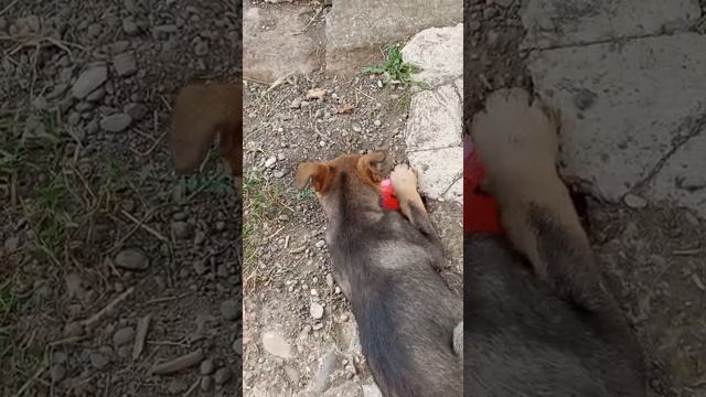 Поиски клада детскими лапками.Вдруг кувшин с золотыми монетами-и будет целый грузовик мяса на всех .