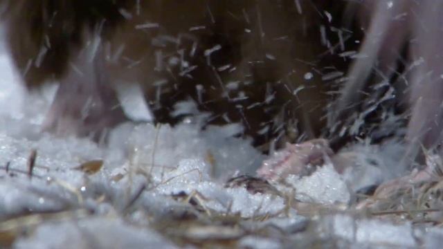 Дикая природа России / Wild Russia E10