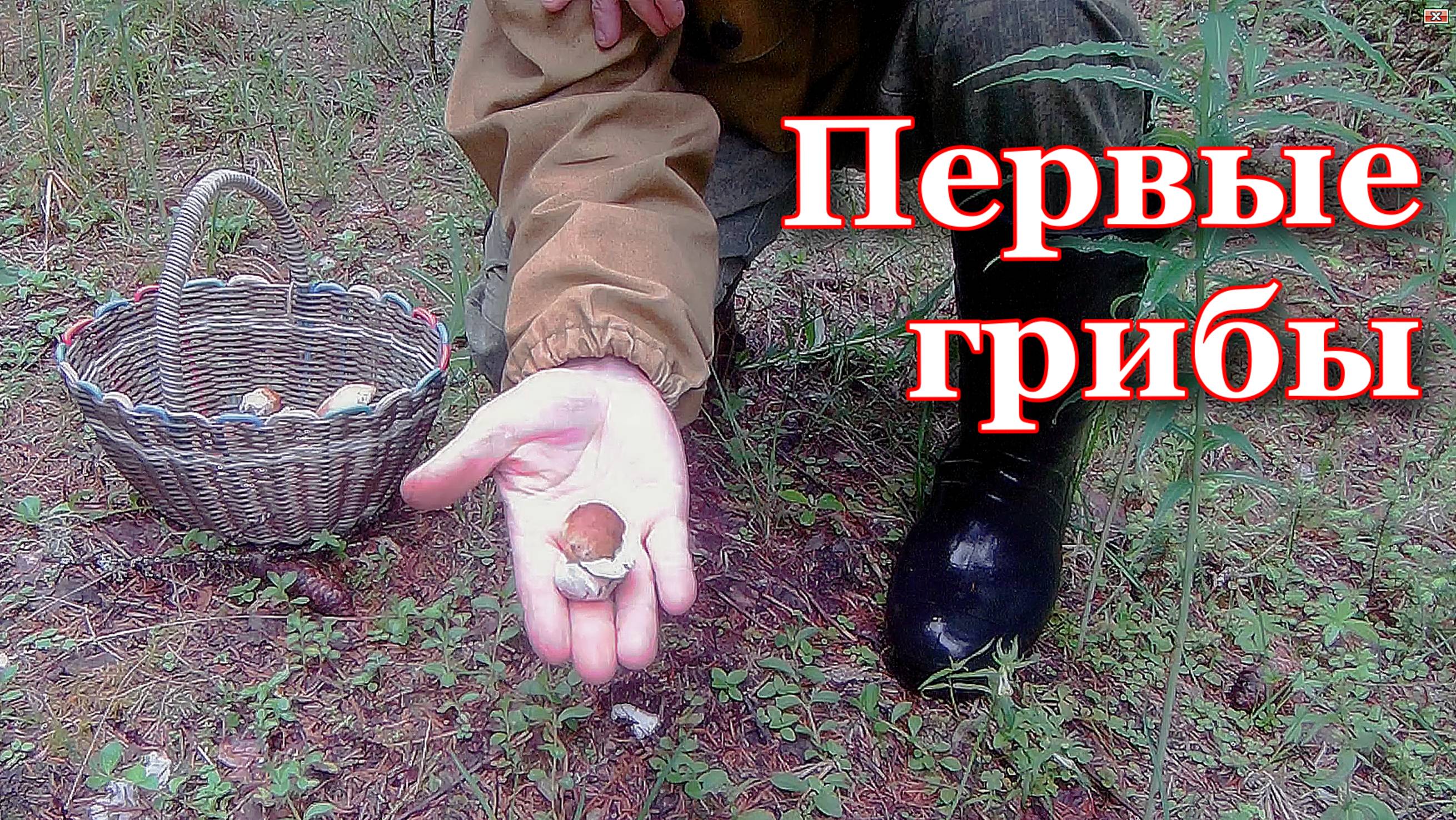 За грибами в июне