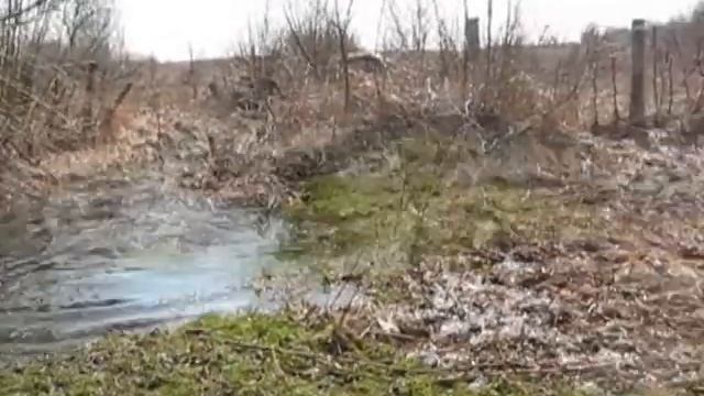 Собачьи игры и уроки плавания